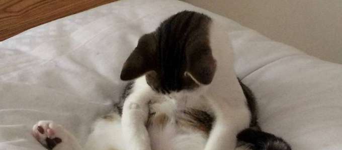 Si risveglia dopo la sterilizzazione: la reazione del gatto è spassosa
