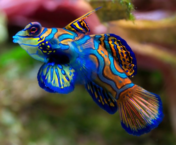 I pesci tropicali più belli
