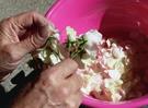 Come asciugare i petali di rose