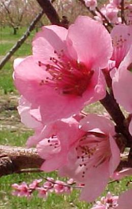 L'anno cinese - fiori e frutti