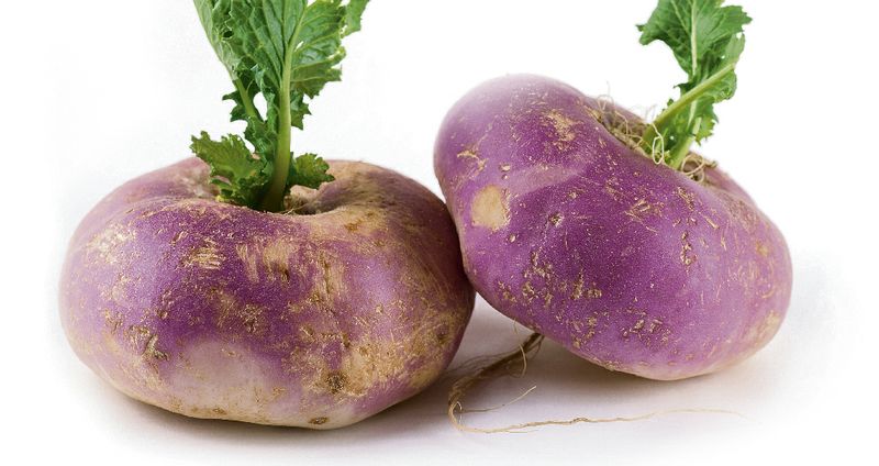 Quali sono i benefici della rapa?