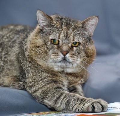 Come sapere se un gatto è vecchio