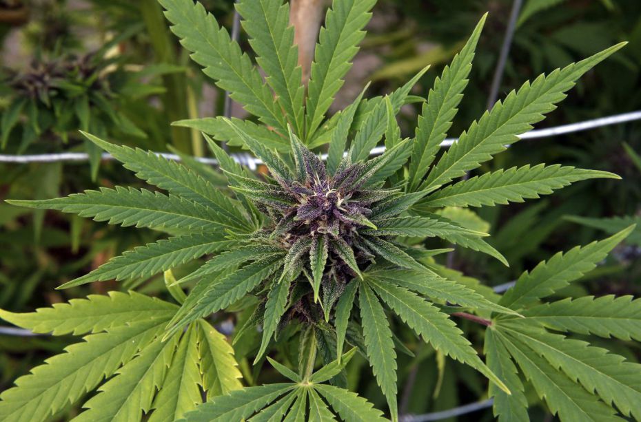 La marijuana uccide le cellule tumorali