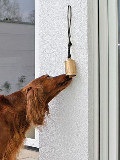 Come far smettere a un cane di graffiare le porte