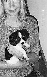 Come scegliere un cucciolo di cavalier king