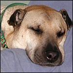 Dove far dormire il cane
