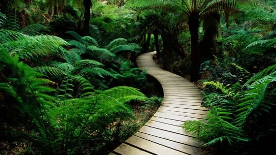 Rimugini troppo? Ti basta camminare in mezzo al verde