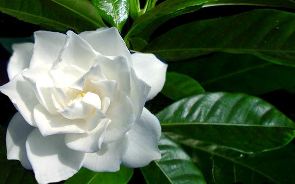 Piantare gardenie & cura dall'ambiente interno