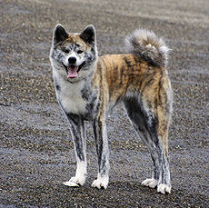 Il carattere dell'Akita Inu