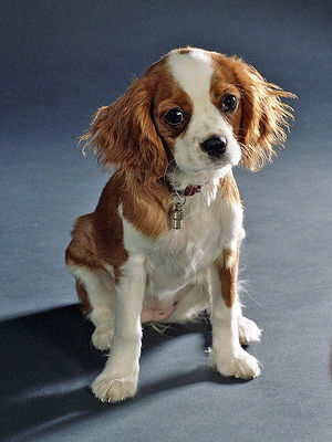 Come allevare un cucciolo di cavalier king