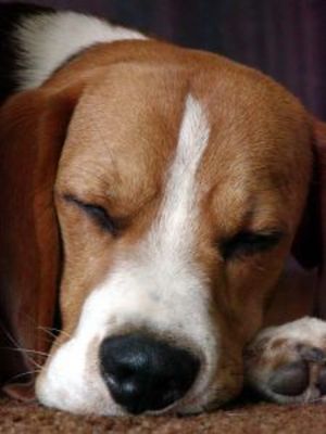 Il carattere del Beagle