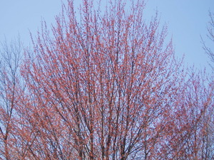 In Primavera