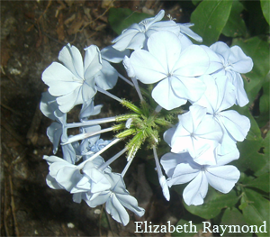 Fiori d'estate
