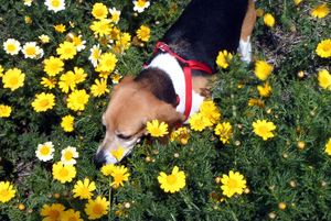 3 Pericoli nel Giardino per il Cane