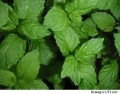 I 5 rimedi naturali per la salute dei capelli