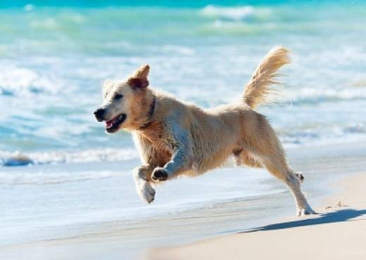 Spiagge per cani in Campania