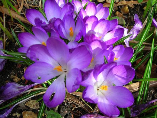 Lista di nomi di fiori