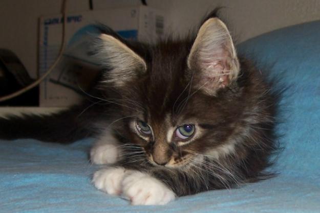 Le caratteristiche del gatto Maine Coon