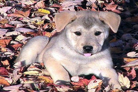 Consigli per l'Educazione Canina