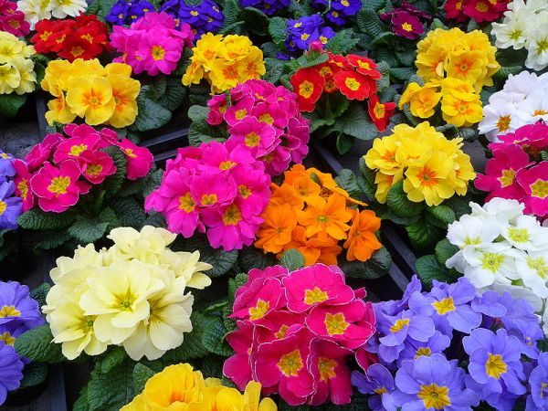 Che cosa significa il fiore primula