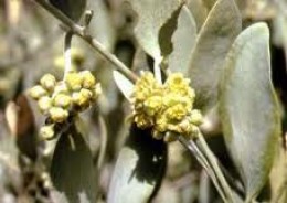 Benefici dell'olio di Jojoba sui capelli