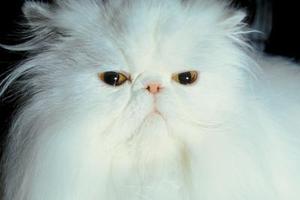 I comportamenti di 6 gatti