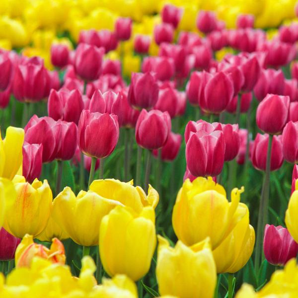 Come prendersi cura di un tulipano dopo la fioritura