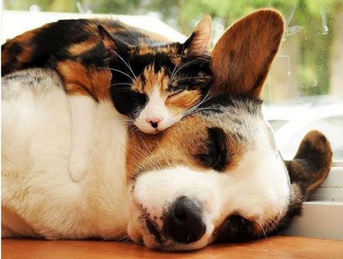 Pregi e difetti: cane e gatto