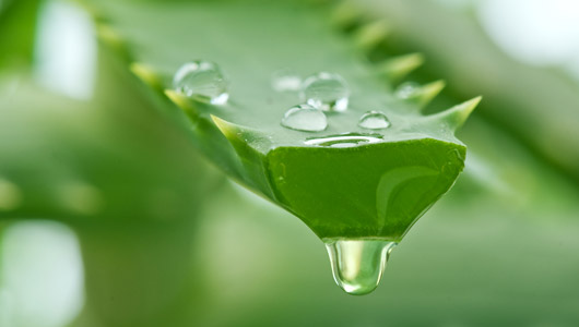 Si può conservare il gel di aloe vera nel frigorifero?