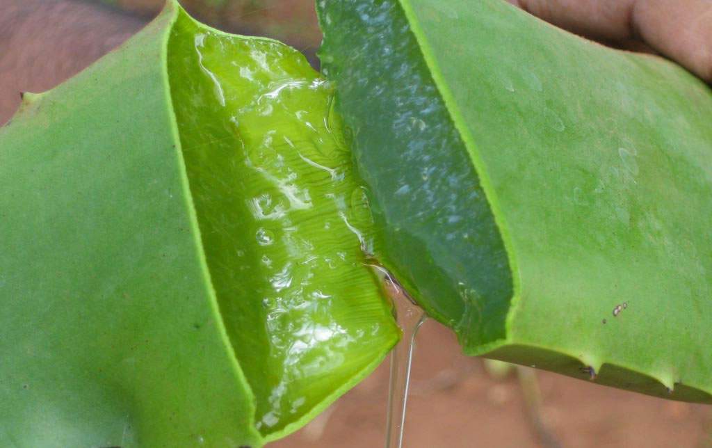 Come utilizzare il gel di aloe vera