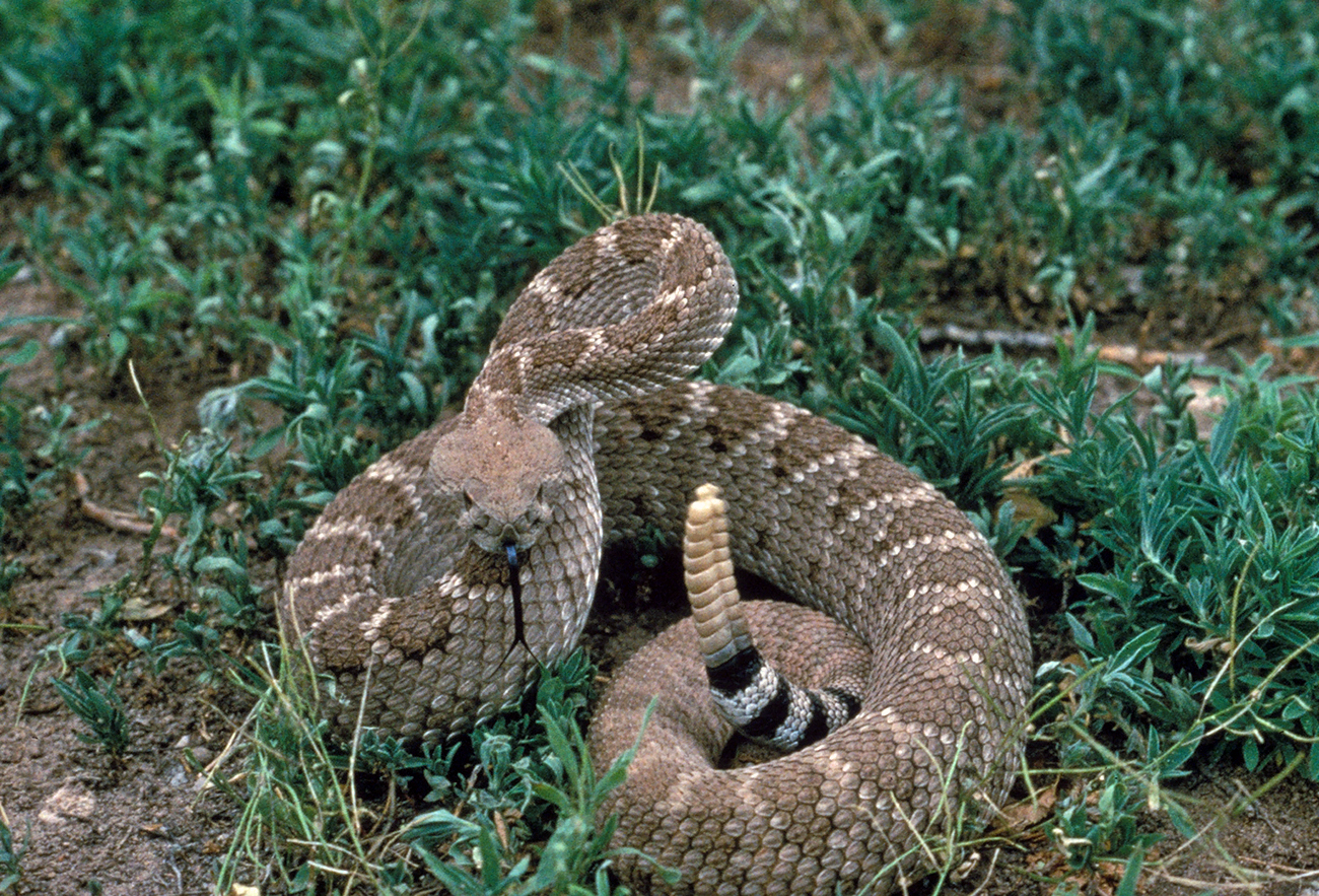 Apre con un taglierino la coda del serpente a sonagli Apre con un taglierino la coda del serpente a sonagli