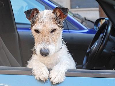 Cosa sapere prima di partire in vacanza con il cane