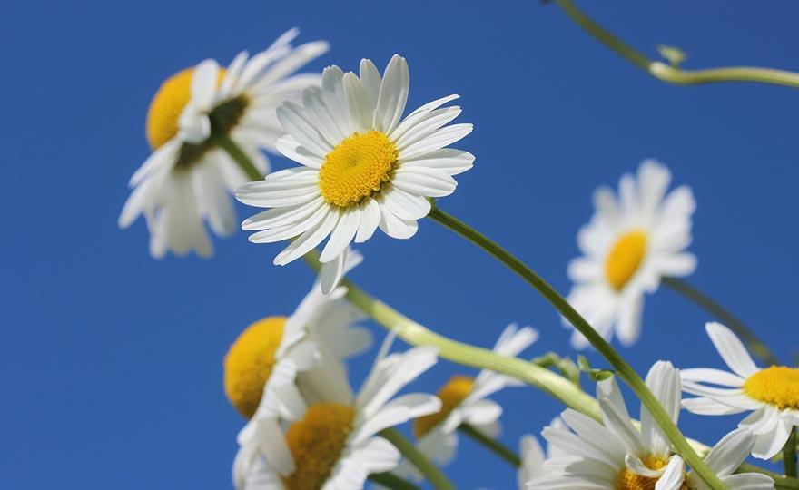 Che cosa significa petaloso?