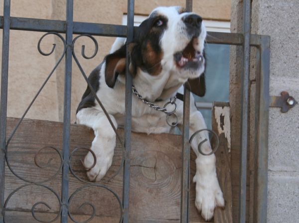 Come addestrare il cane a non abbaiare