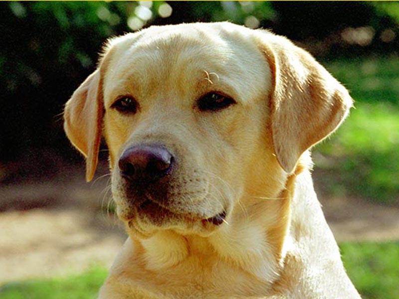 Come decidere se prendere un cane