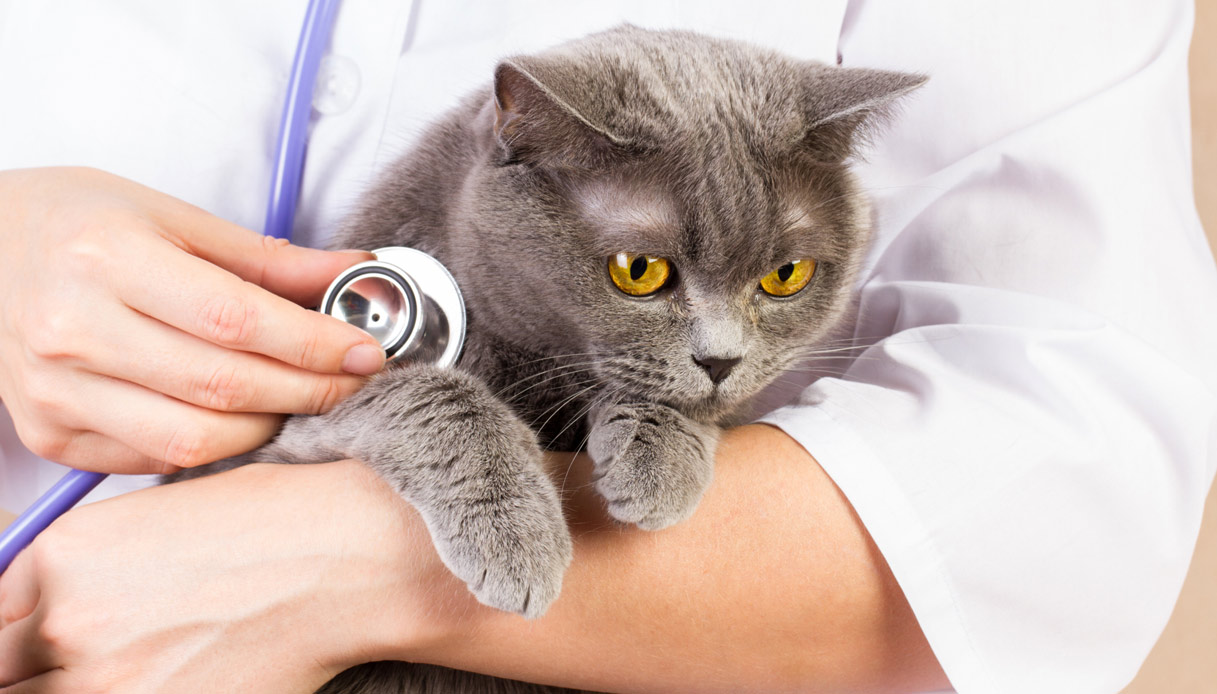 Come fare detrazione spese veterinarie 730/2016