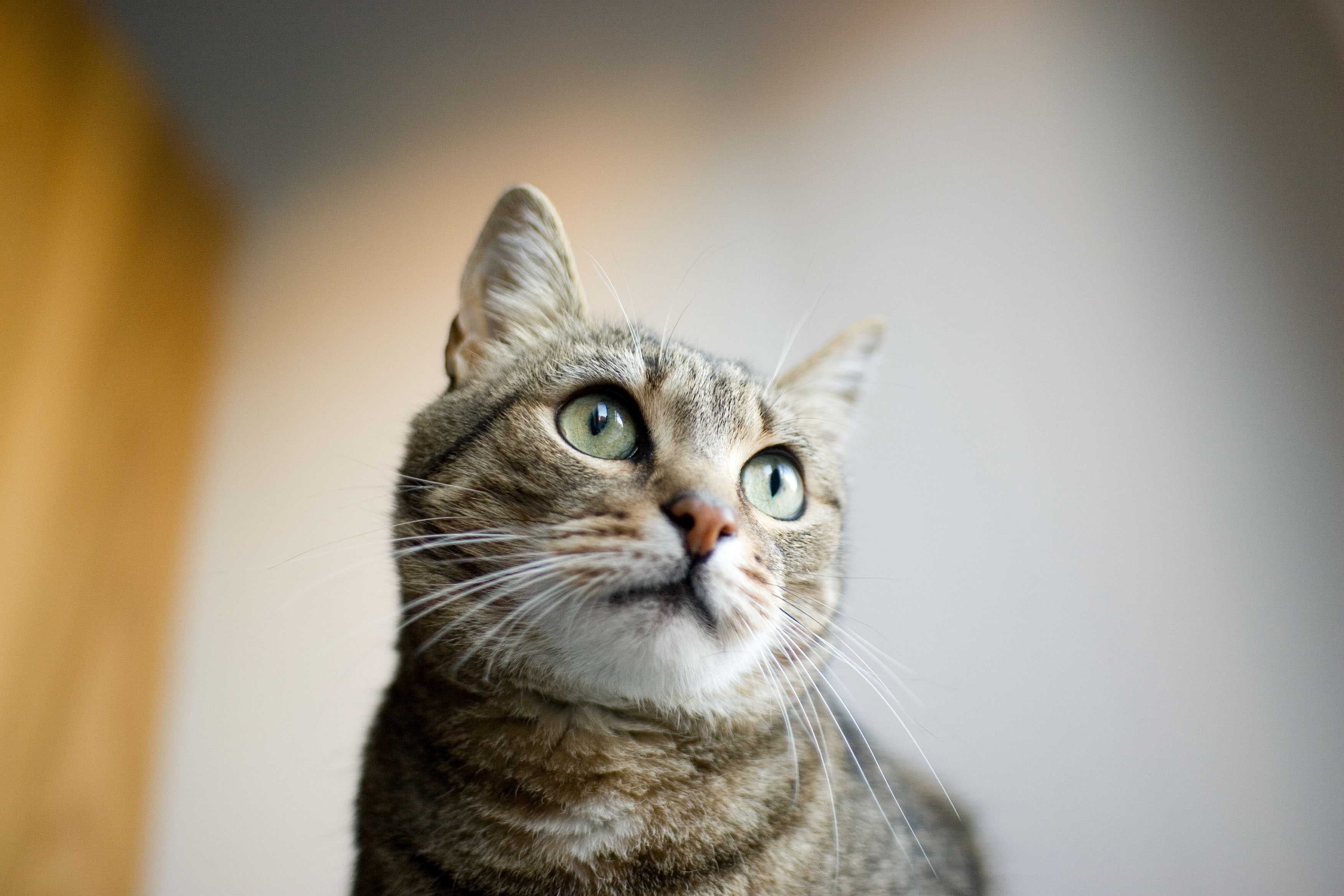 Come si educa un gatto