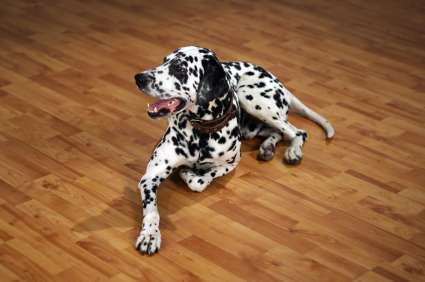 Il carattere del dalmata
