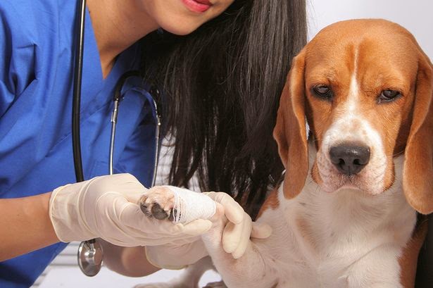 Sintomi malattia dei cani Alabama Rot