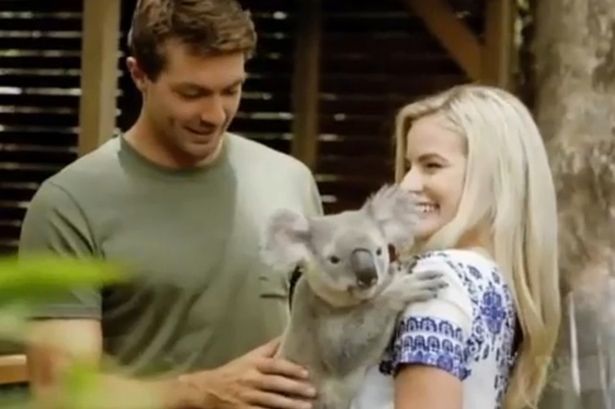 Koala 'scoreggione' rovina appuntamento in un reality show