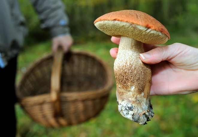 Proprietà dei funghi