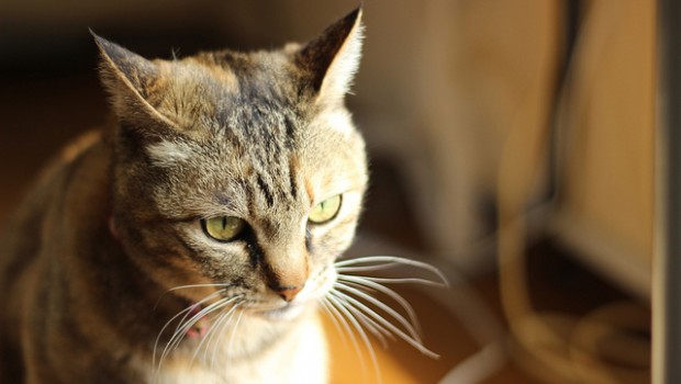 Quali sono sintomi disidratazione gatto