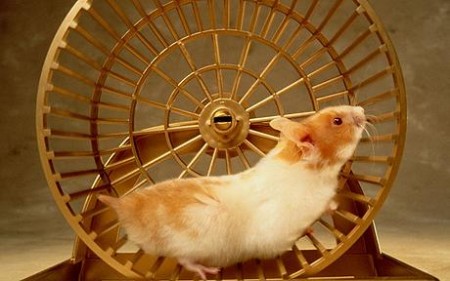 Come scegliere il vostro primo animale domestico