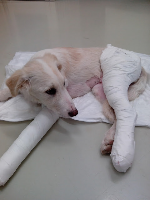 Come capire quanto cresce un cucciolo