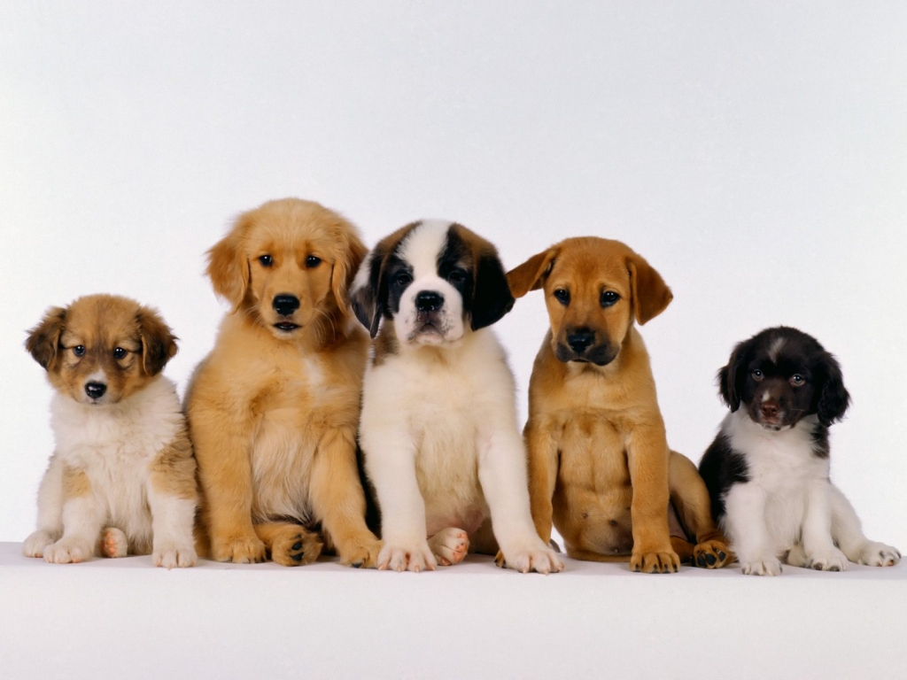 I cani sono gelosi del padrone?