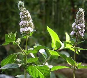 Quali sono i benefici della menta piperita?
