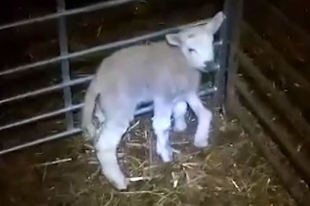 Agnello salvato dalla tavola perchè nato con 5 zampe