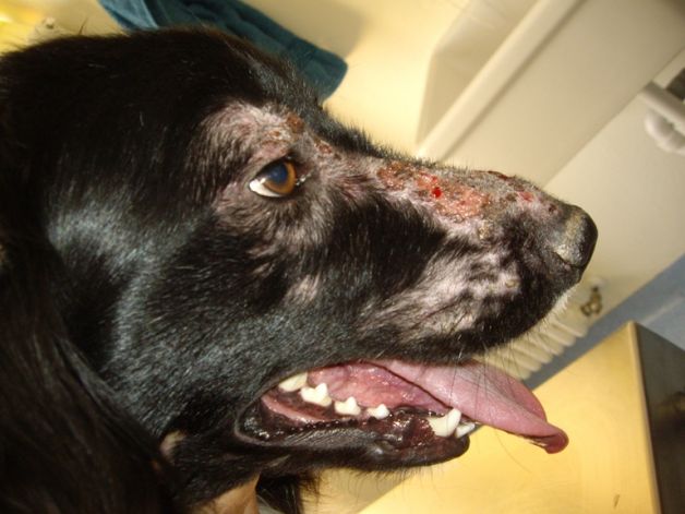 Come capire se il nostro cane soffre di leishmaniosi canina