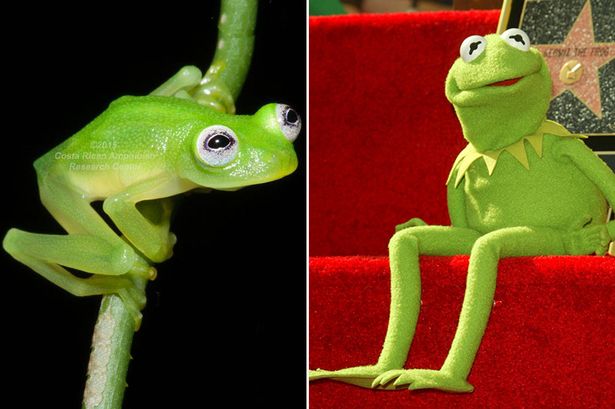Scoperta nuova specie di rana che assomiglia a Kermit dei Muppets