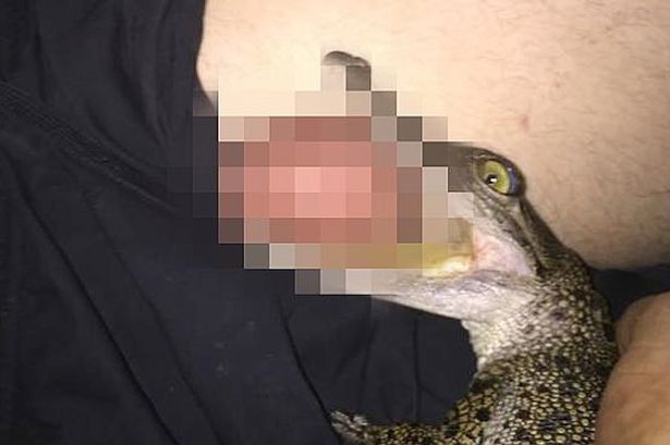 Baby coccodrillo azzanna il testicolo di un uomo australiano